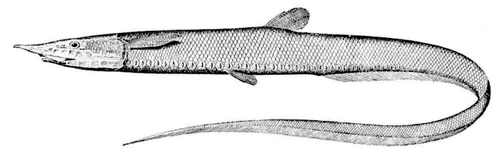 Aldrovandia rostrata_01.jpg